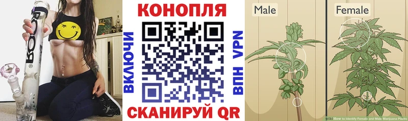 Бошки марихуана SATIVA & INDICA Полярные Зори